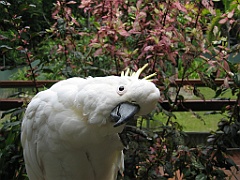 060 Cairns Tropical Zoo